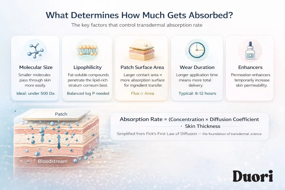 Diagram showing intercellular and transcellular pathways through skin cells. Size: 1200 x 550px.